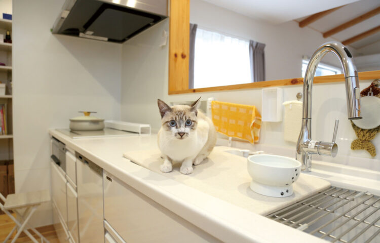 愛猫も大満足♪家の中も外も快適そのもの新生活！【Y様】