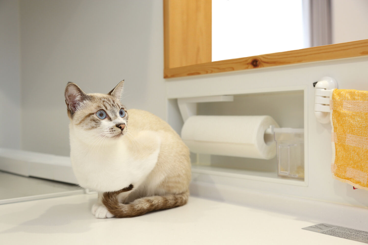 愛猫も大満足♪家の中も外も快適そのもの新生活!【Y様】