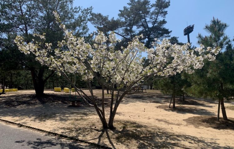 コロナと戦う!!