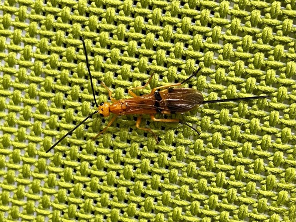 新種発見か？