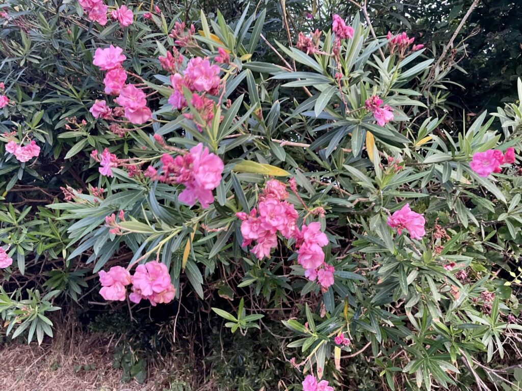 夾竹桃（きょうちくとう）