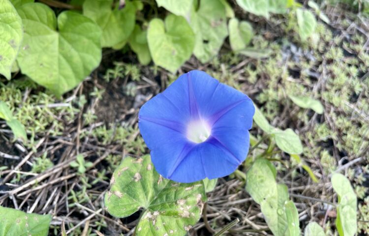 夏の名残り