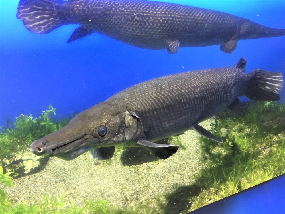 鳥羽水族館　ガー