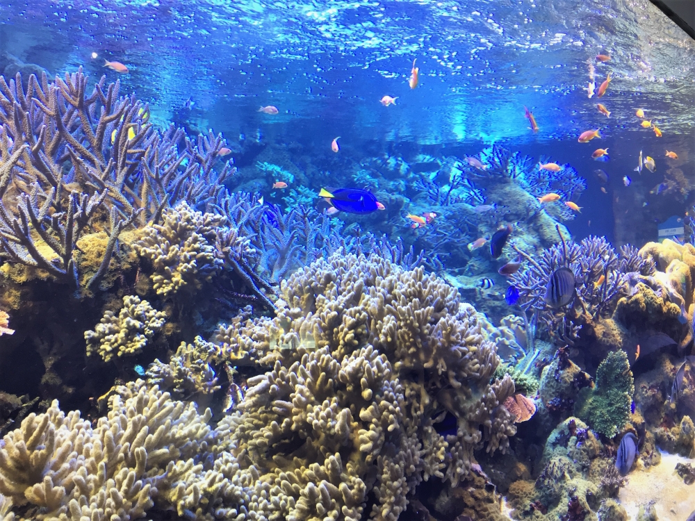 鳥羽水族館　サンゴ