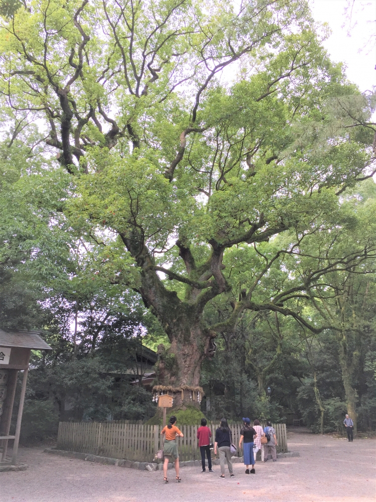 熱田神宮の大クスノキ