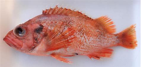 赤魚 アカウオ は 美味い Ceoブログ キュービックホームのエイジング万歳 キュービックホーム 出雲市 松江市