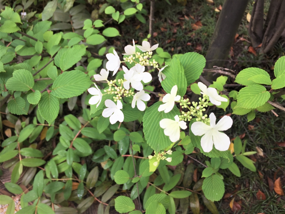 紅白を楽しむ季節　白の木