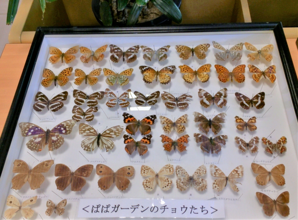 蝶の標本