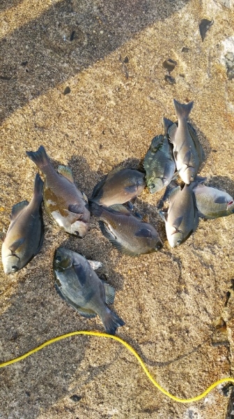 キュービックホーム　小谷さんの釣果①