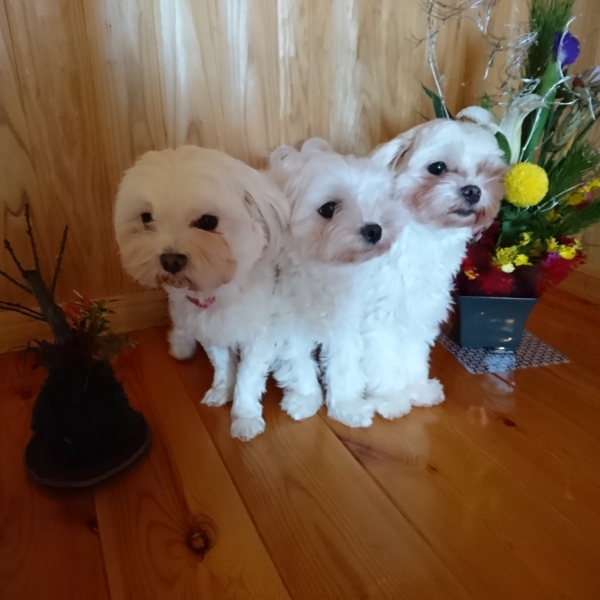 いただきました♡